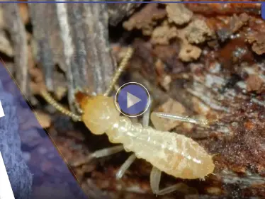 شاهد|| أسراب النمل الأبيض تجتاح محافظة الإسكندرية المصرية.. وتحركات رسمية عاجلة لمواجهة خطره - وكالة ستيب نيوز