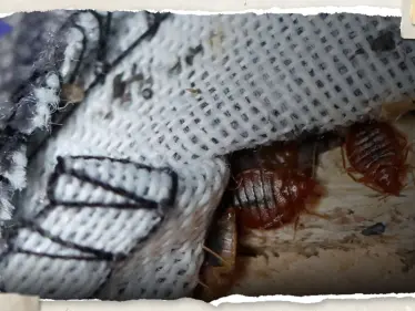 ما أسباب ظهور 