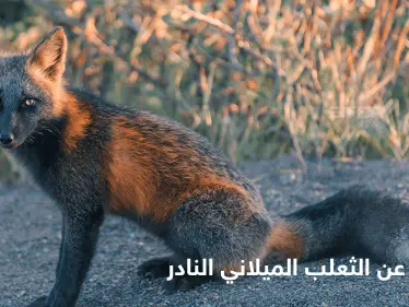 شاهد|| حقائق مدهشة عن الثعلب الميلاني النادر أغرب أنواع الثعالب في العالم - وكالة ستيب نيوز