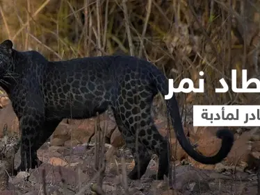 إصدار الحكم النهائي في قضية الملياردير الذي اصطاد نمر أسود من فصيلة نادرة لصنع مأدبة غداء لأصدقائه - وكالة ستيب نيوز