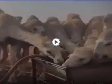 بالفيديو|| مزيج من "الدماء والماء"  لمعالجة الإبل.. حادثة تثير الجدل في السعودية - وكالة ستيب نيوز