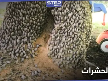 حشرات بالملايين تستعد للخروج من تحت الأرض وغزو المدن الأمريكية بظاهرة لم تحدث منذ عقدين - وكالة ستيب نيوز
