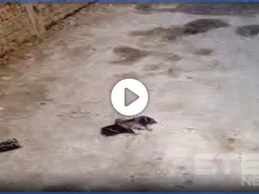 بالفيديو|| قرية مصرية تتعرض لهجومٍ كثيف من الخفافيش.. وحالة ذعر بين الأهالي - وكالة ستيب نيوز