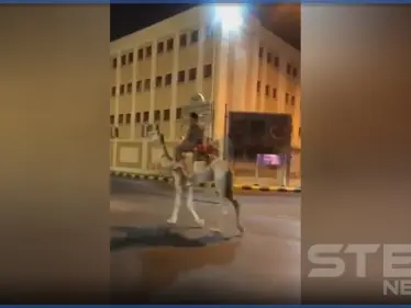 بالفيديو|| مرتدياً بدلة عسكري.. سعودي يقود جملاً في شوارع مكة المكرمة والسبب! - وكالة ستيب نيوز