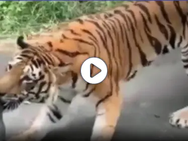 بالفيديو|| نمر بنغالي يهاجم سيارة "جيب" ويجرها بأسنانه وسط ذهول وخوف راكبيها - وكالة ستيب نيوز