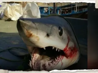 بعد التهامه سائحاً روسياً.. تقرير يكشف ماذا وجدت السلطات المصرية في بطن القرش - وكالة ستيب نيوز