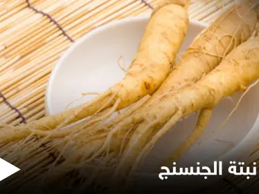 نبتة الجنسنج فوائد لا تحصى للصحة والقوة الجسدية - وكالة ستيب نيوز