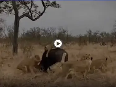 بالفيديو|| بلقطات نادرة.. مجموعة أسود يهاجمون جاموساً ضعيفاً وقطيعه يهرعون لمساعدته - وكالة ستيب نيوز
