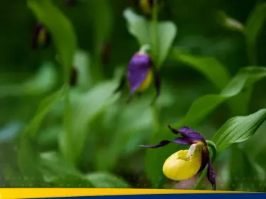 بعد انقراضها بـ 100 عام.. نوع جديد نادر من السحلبية البرية يظهر في المملكة المتحدة - وكالة ستيب نيوز