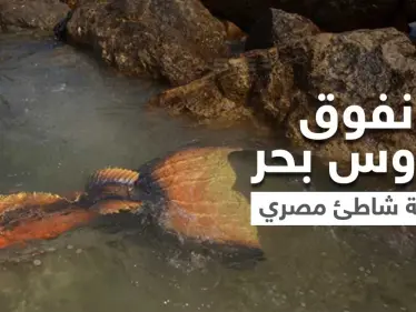 شاهد|| العثور على عروس بحر حقيقية ميتة قبالة إحدى الشواطئ المصرية.. يبلغ طولها 3 أمتار - وكالة ستيب نيوز