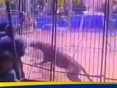 بالفيديو|| لحظات مرعبة في سيرك بمصر.. نمر يهاجم عاملا وينهش ذراعه - وكالة ستيب نيوز