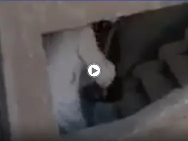 القبض على جزار النهضة الذي ضرب وسحل سيدة.. والأخيرة تكشف تفاصيل الحادثة (فيديو) - وكالة ستيب نيوز