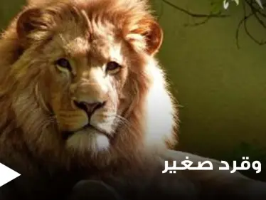 شاهد|| قرد صغير يتمسك بأمه الميتة رغم إحكام الأسد فكيه عليها - وكالة ستيب نيوز