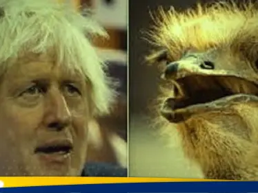 شاهد|| نعامة أمريكية تعض بوريس جونسون نقراً بمنقارها.. ومفاجأة برد فعل زوجته وولده - وكالة ستيب نيوز