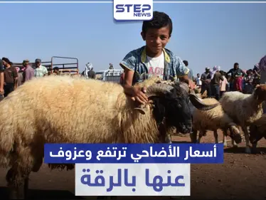 عيد الأضحى بلا أضاحي في الرقة هذا العام وتجّار الماشية يوضحون الأسباب - وكالة ستيب نيوز