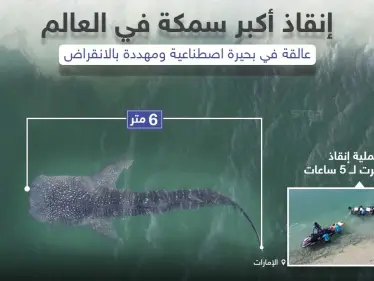 إنقاذ أكبر سمكة في العالم عالقة في بحير اصطناعية في دولة الإمارات - وكالة ستيب نيوز