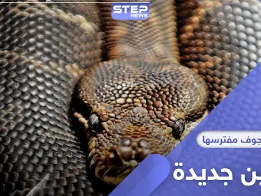 اكتشاف ثعابين تعيش في جوف مفترسها لفترة طويلة وتنفجر في أمعائه - وكالة ستيب نيوز