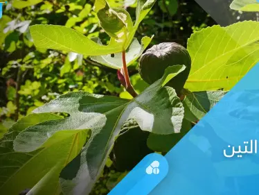 فوائد ورق التين لمرضى السكري والقلب والأعراض الجانبية المحتملة - وكالة ستيب نيوز