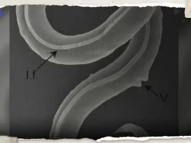 بعد سبات 46 ألف سنة.. علماء ينجحون في إعادة دودة 