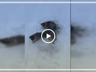 شاهد كيف أنقذ رجل ثلاث قطط مجمدة بالصقيع بكوب قهوة (فيديو) - وكالة ستيب نيوز