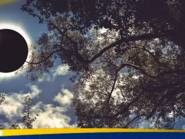 علماء يكتشفون نوعا من الأشجار "تتنبأ" بـ كسوف الشمس قبل حدوثه - وكالة ستيب نيوز