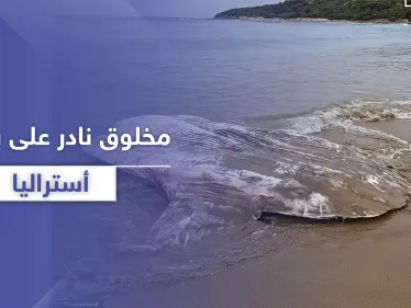 بالصور|| سمكة شمس المحيط.. سائحان يعثران على مخلوق غريب ونادر على شواطئ أستراليا - وكالة ستيب نيوز