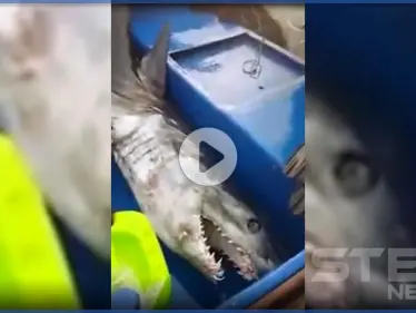 بالفيديو|| هجوم شرس من قبل سمكة قرش على صياد أردني.. والجهات المعنية تكشف نتائج الحادثة - وكالة ستيب نيوز