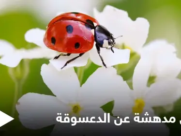 تعتبر جالبة للحظ.. دورة حياة الدعسوقة وأسلحتها الفريدة من نوعها - وكالة ستيب نيوز