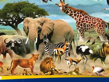 ما هو الحيوان الذي يصوم رمضان مثل البشر؟.. حقيقة أم خرافة - وكالة ستيب نيوز