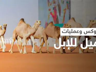 البوتوكس يتسبب بفضيحة في مهرجان الملك عبدالعزيز للإبل.. واستبعاد أكثر من 40 جمل (فيديو) - وكالة ستيب نيوز