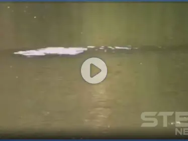 بالفيديو|| ظهور وحش أسطوري غامض في إحدى بحيرات الصين بطول 10 أقدام - وكالة ستيب نيوز