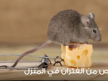 طرق التخلص من الفئران وطردها من المنزل - وكالة ستيب نيوز
