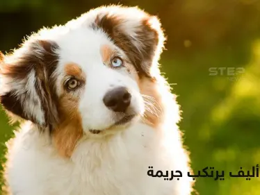 كلب يهاجم طفل رضيع حتى الموت أثناء نوم والدته بدافع الغيرة - وكالة ستيب نيوز