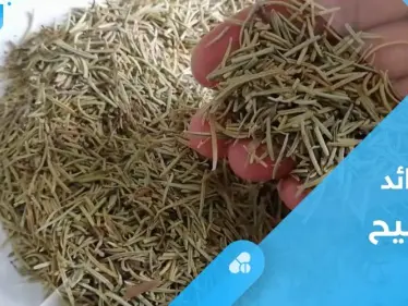 فوائد الشيح.. ماذا يحدث لأجسامنا عند شربه على الريق؟ - وكالة ستيب نيوز