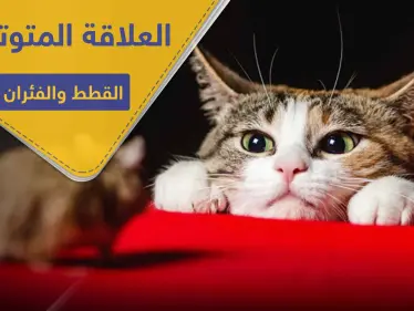 هل تسائلت عن سبب العلاقة المتوترة بين القطط والفئران .. دراسة تكشف السر - وكالة ستيب نيوز