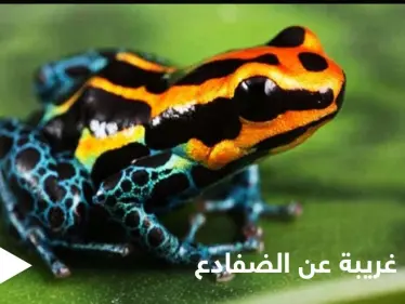 هل تمتلك الضفادع عظاماً وأسنان.. إليك حقائق غريبة عن حياتها - وكالة ستيب نيوز