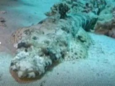 "تشبه الشبح".. غواص مصري يصوّر "السمكة التمساح" بالبحر الأحمر ويثير دهشة متابعيه - وكالة ستيب نيوز