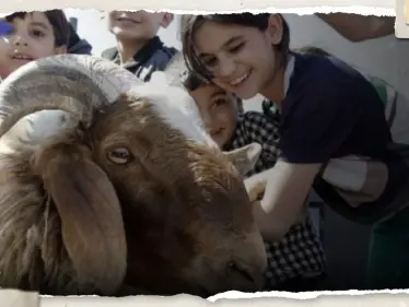 هل يجوز شراء أضحية العيد بالتقسيط؟.. إفتاء مصر تجيب - وكالة ستيب نيوز