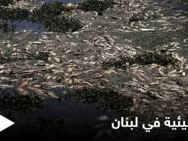 كارثة تهدد حياة اللبنانيين.. آلاف الأسماك النافقة تحمل فيروساً خطيراً تتكدس قرب الليطاني وتحذيرات من الجهات المعنية - وكالة ستيب نيوز