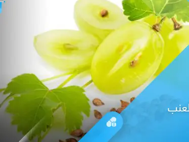 بذور العنب.. تحارب السرطان والأمراض المزمنة إليك أهم فوائدها - وكالة ستيب نيوز