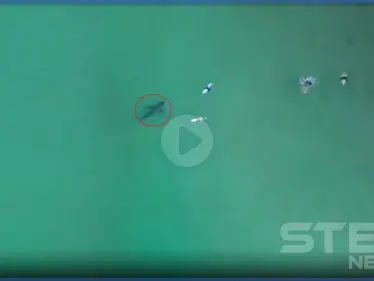 بالفيديو|| قرش أبيض مفترس يسبح تحت راكبي أمواج ويترصدهم - وكالة ستيب نيوز