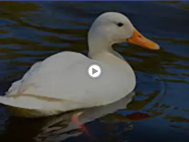 بالفيديو|| بطة تشارك في ماراثون نيويورك وتحصد ملايين المشاهدات مع حذائها الرياضي الخاص - وكالة ستيب نيوز