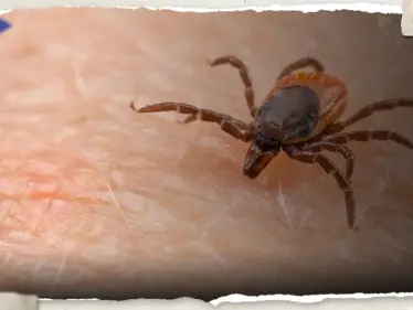 بعد وفاة "أوّل حالة بالعالم".. ما هو فيروس أوز الذي يمتص "الدم" وما خطورته - وكالة ستيب نيوز