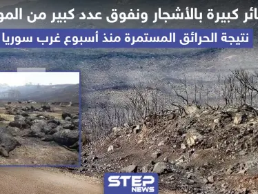 خسائر كبيرة بالأشجار و المواشي جراء الحرائق المستمرة منذ أسبوع غرب سوريا - وكالة ستيب نيوز