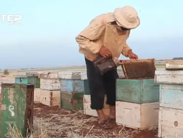 كيف بدأ موسم النحل في بعض مناطق ريف إدلب ؟ - وكالة ستيب نيوز