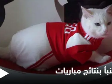 بطريقة طريفة.. قط أصم يتنبأ بنتائج مباريات كأس أمم أوروبا "يورو 2020" - وكالة ستيب نيوز