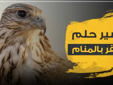 تفسير رؤية الصقر في الحلم تشير إلى عدة دلالات مهمة.. تعرف إليها - وكالة ستيب نيوز