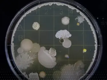 علماء يكتشفون بكتيريا "تلتهم" النفط في بحر اليابان - وكالة ستيب نيوز