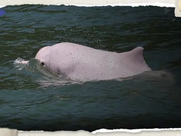 علماء يكتشفون نسبة من الزئبق في الدلافين الوردية "النادرة" ويحذرون من "خطر" على البشر - وكالة ستيب نيوز