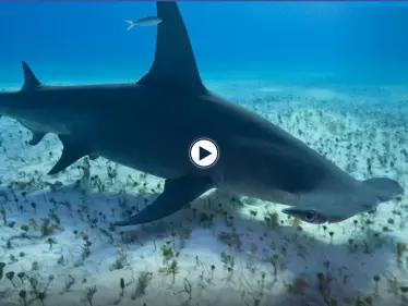 بالفيديو|| رجل يصطاد قرش "أبو مطرقة" الضخم ويعيده إلى المحيط بعد التقاط صورة معه - وكالة ستيب نيوز